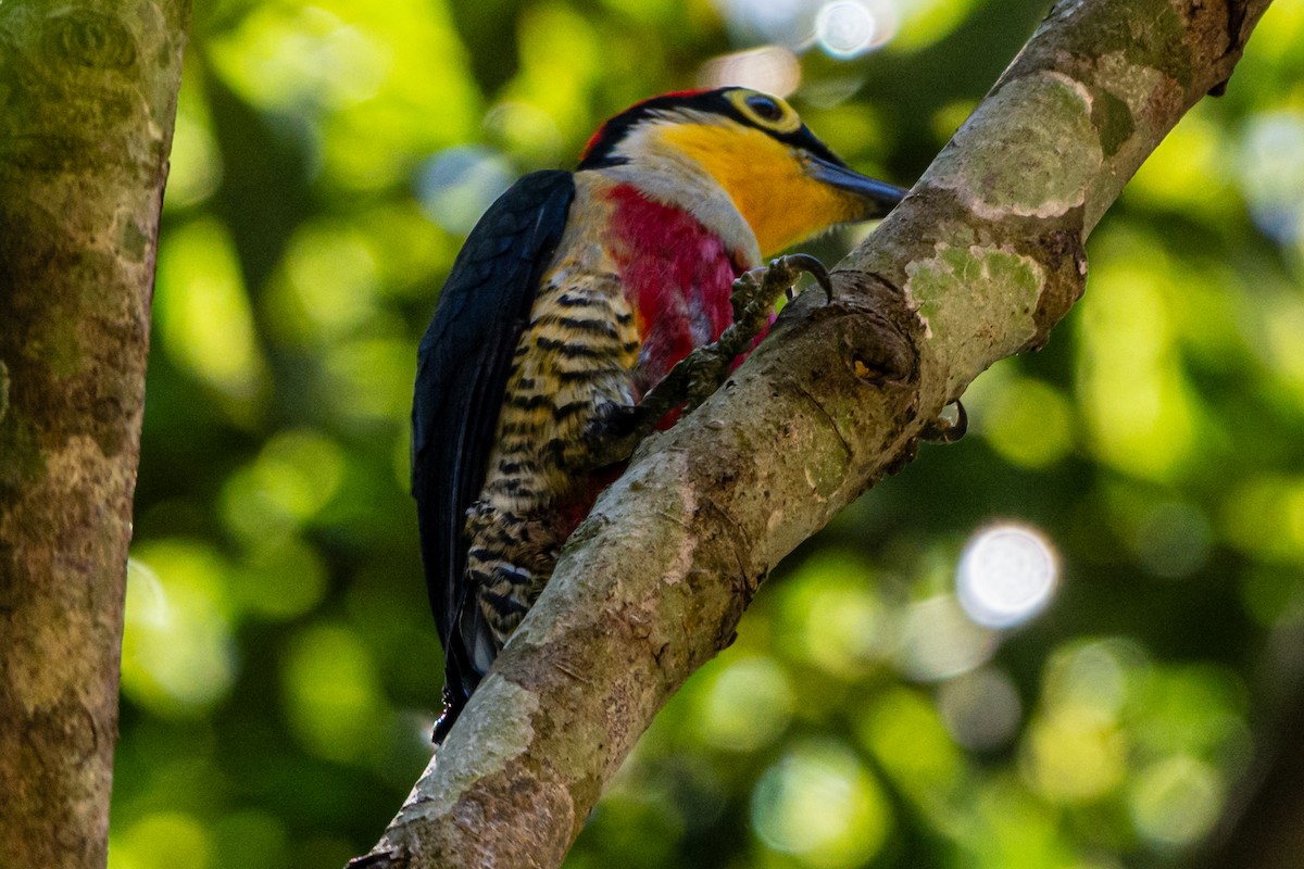 Sarı Alınlı Ağaçkakan - ML647656197