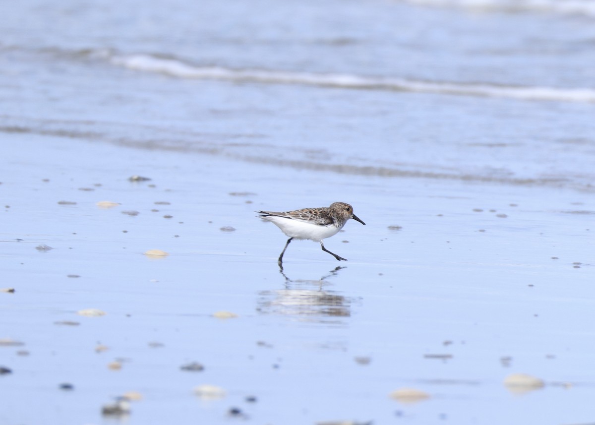 Semipalmated Sandpiper - ML647656203