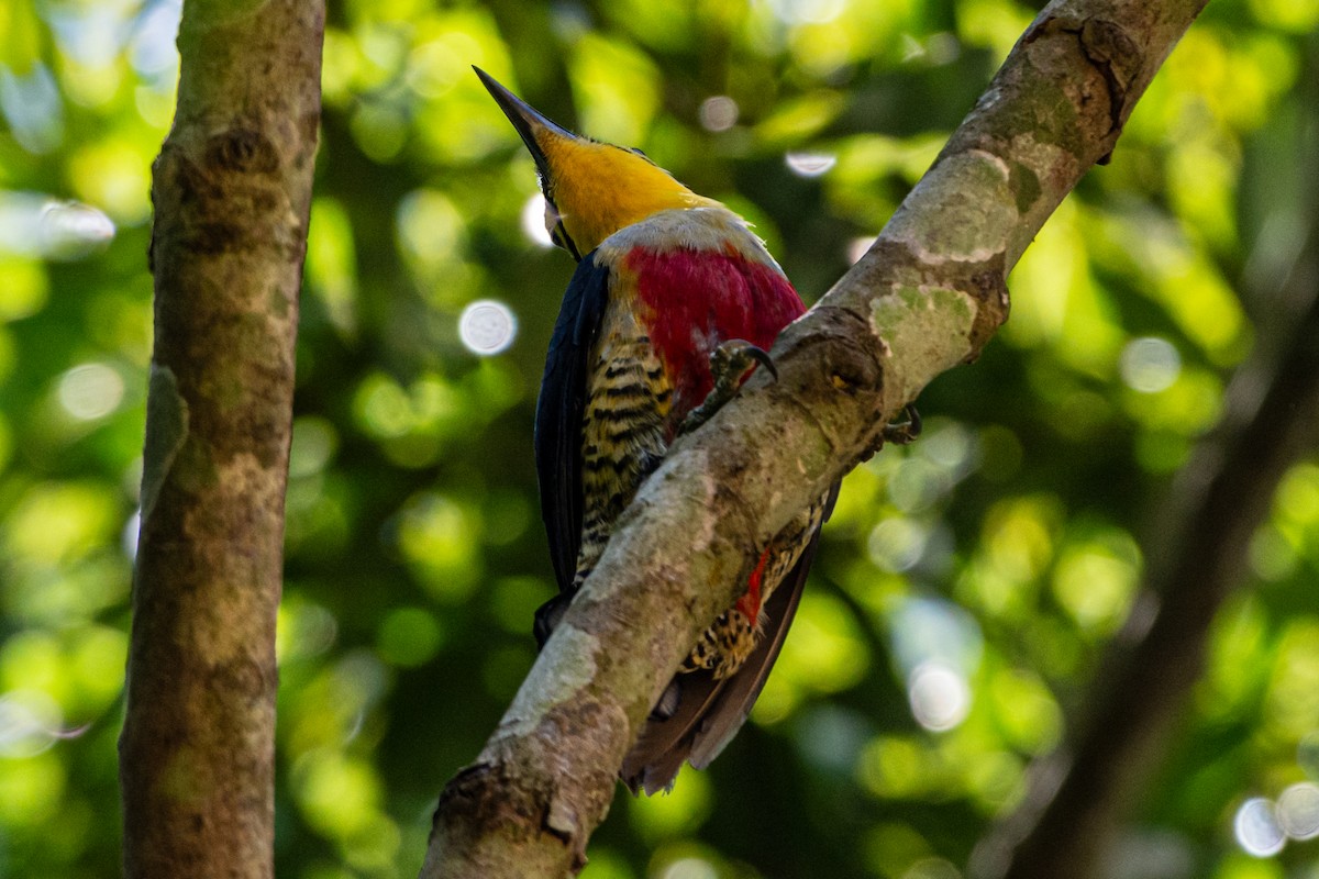 Sarı Alınlı Ağaçkakan - ML647656206