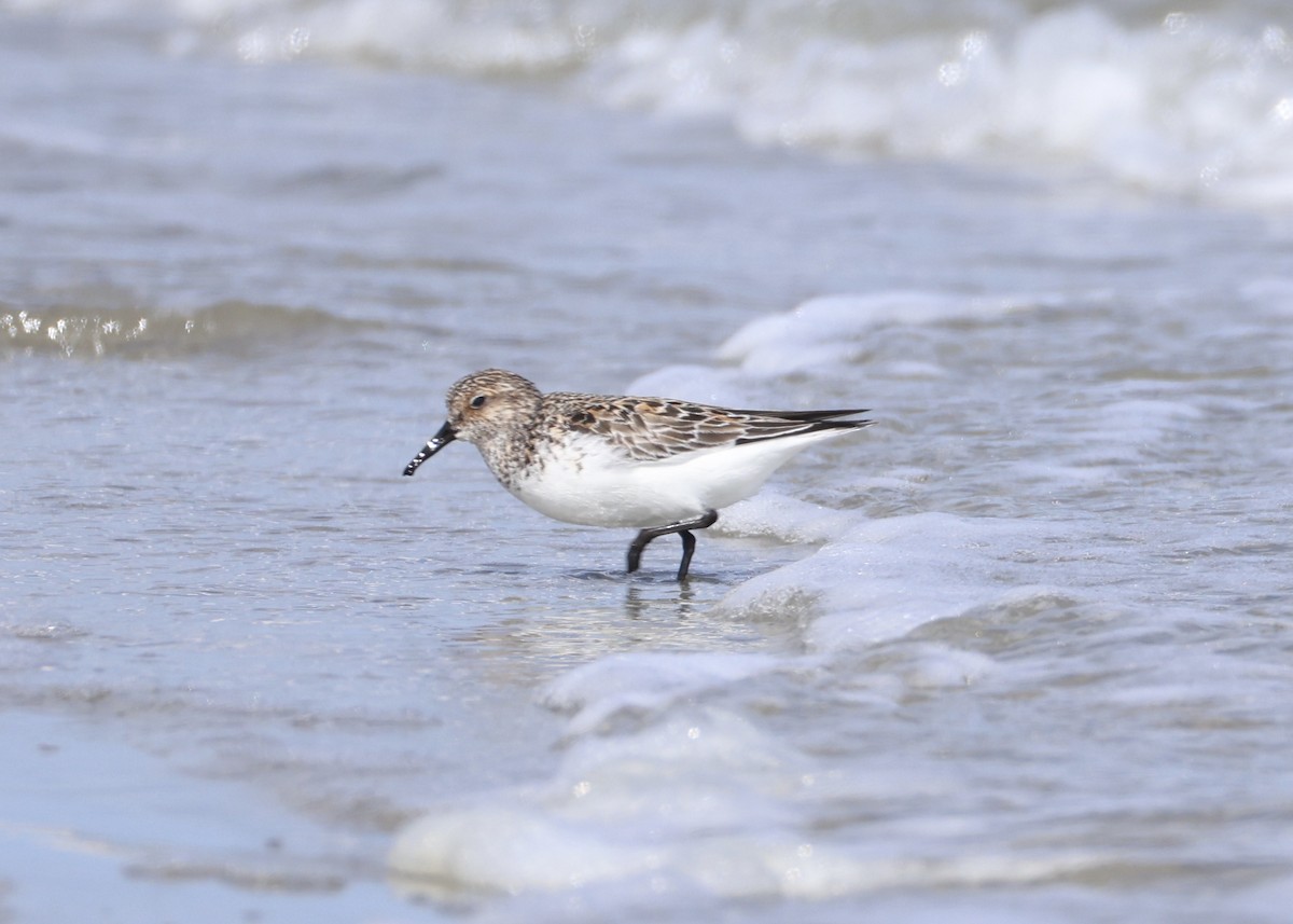 Semipalmated Sandpiper - ML647656228