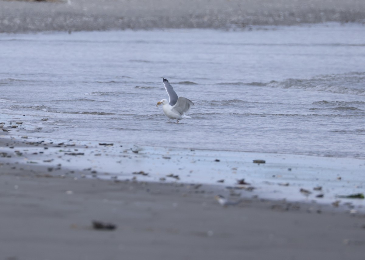 American Herring Gull - ML647656244