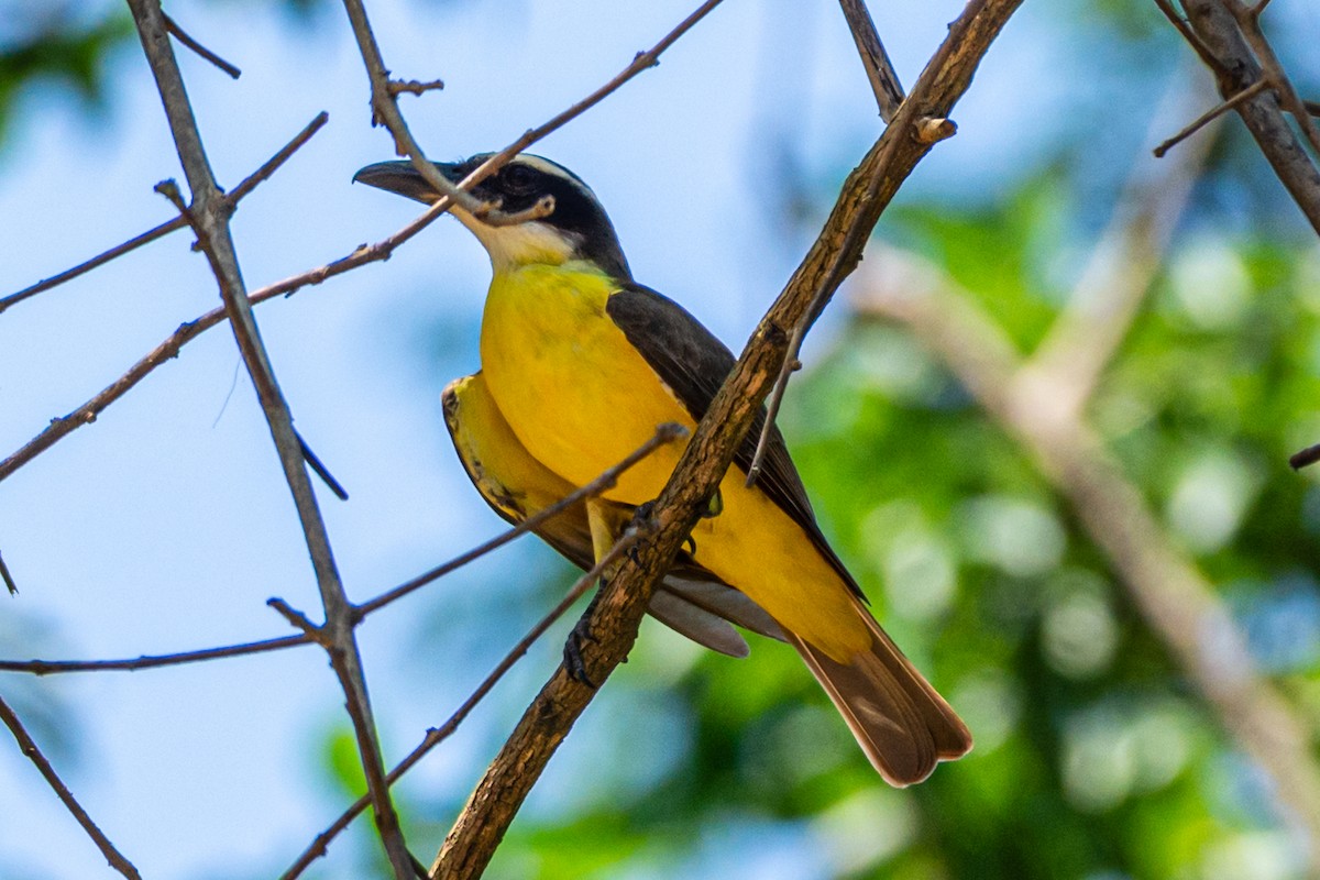 Boat-billed Flycatcher - ML647656245