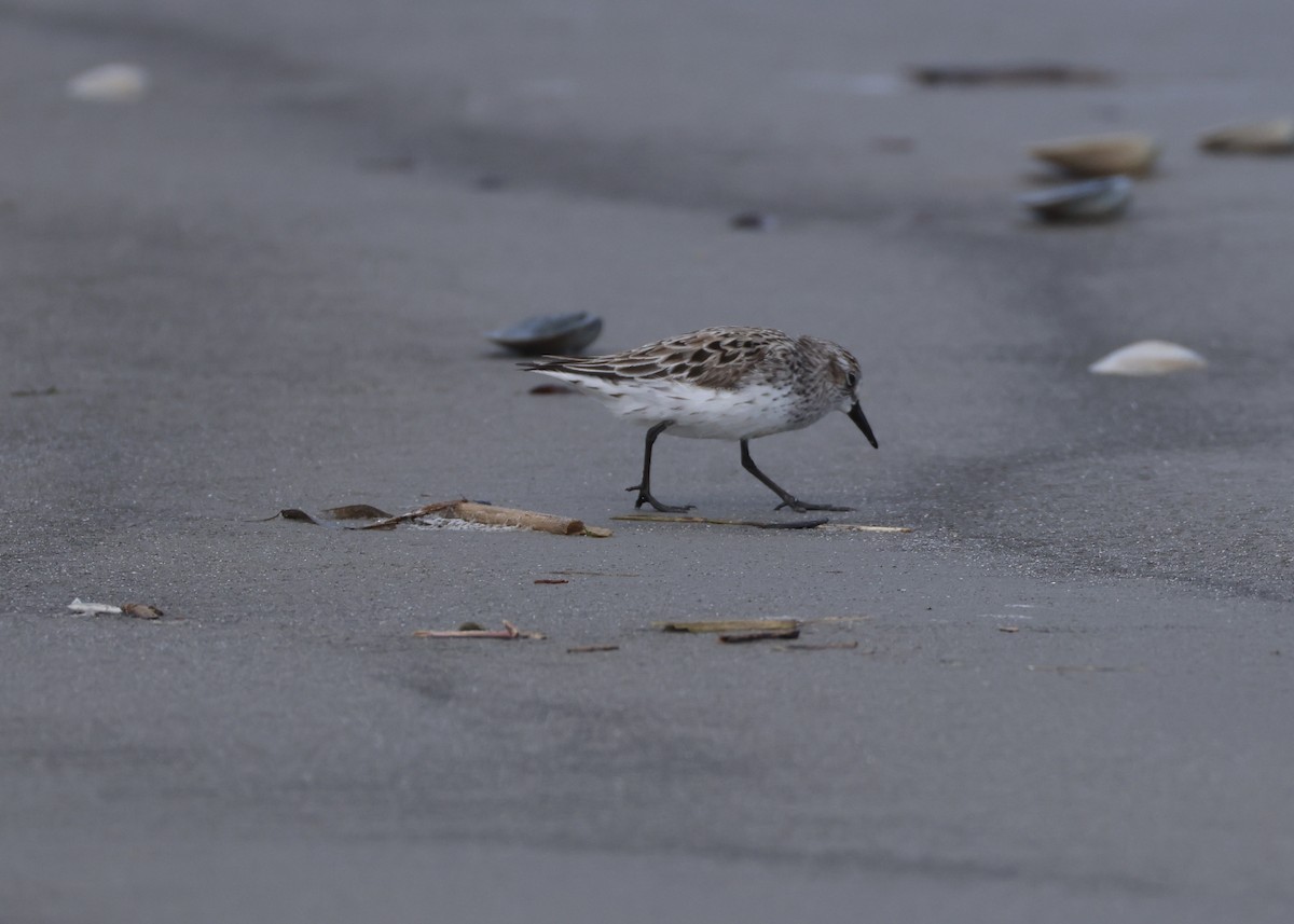 Semipalmated Sandpiper - ML647656251