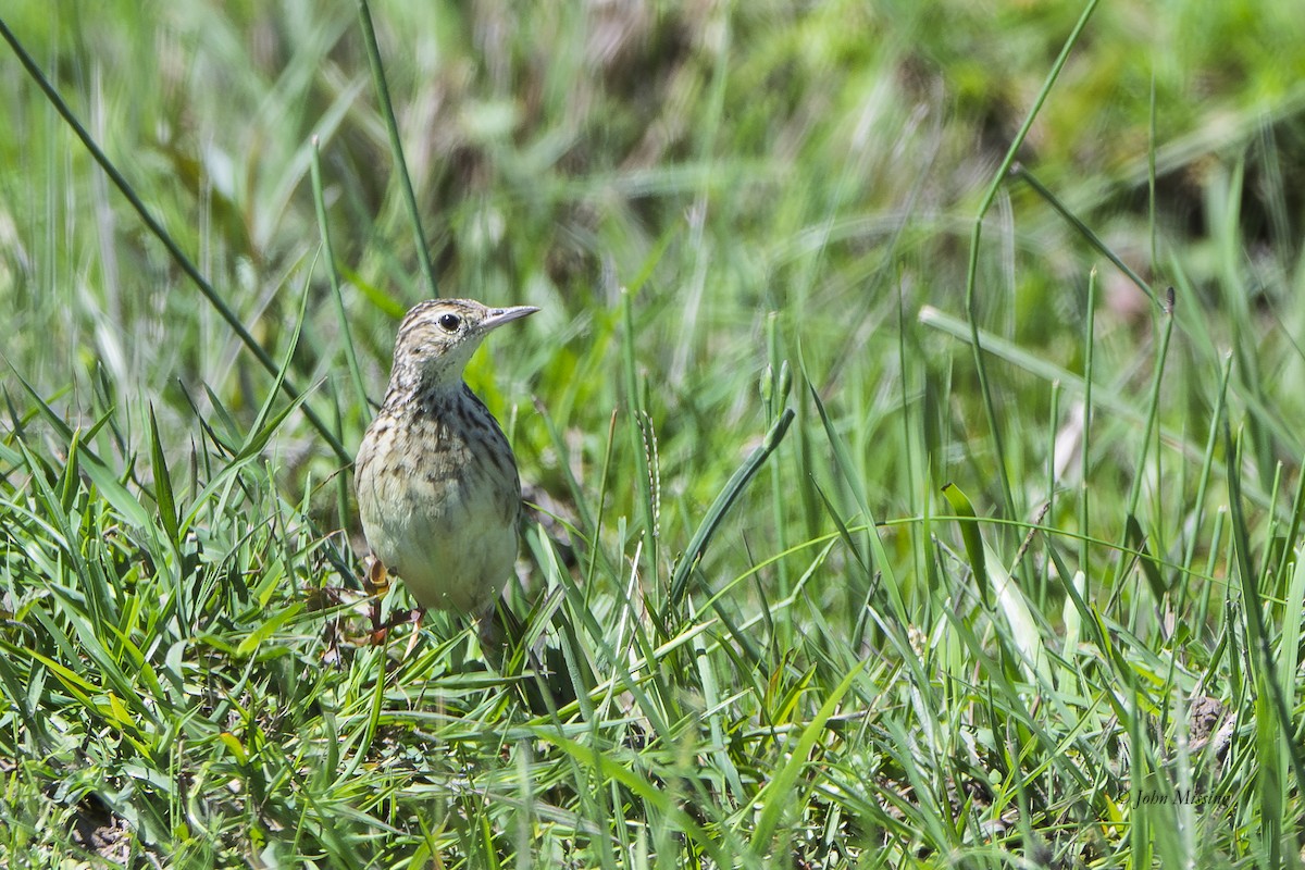Yellowish Pipit - ML647656252