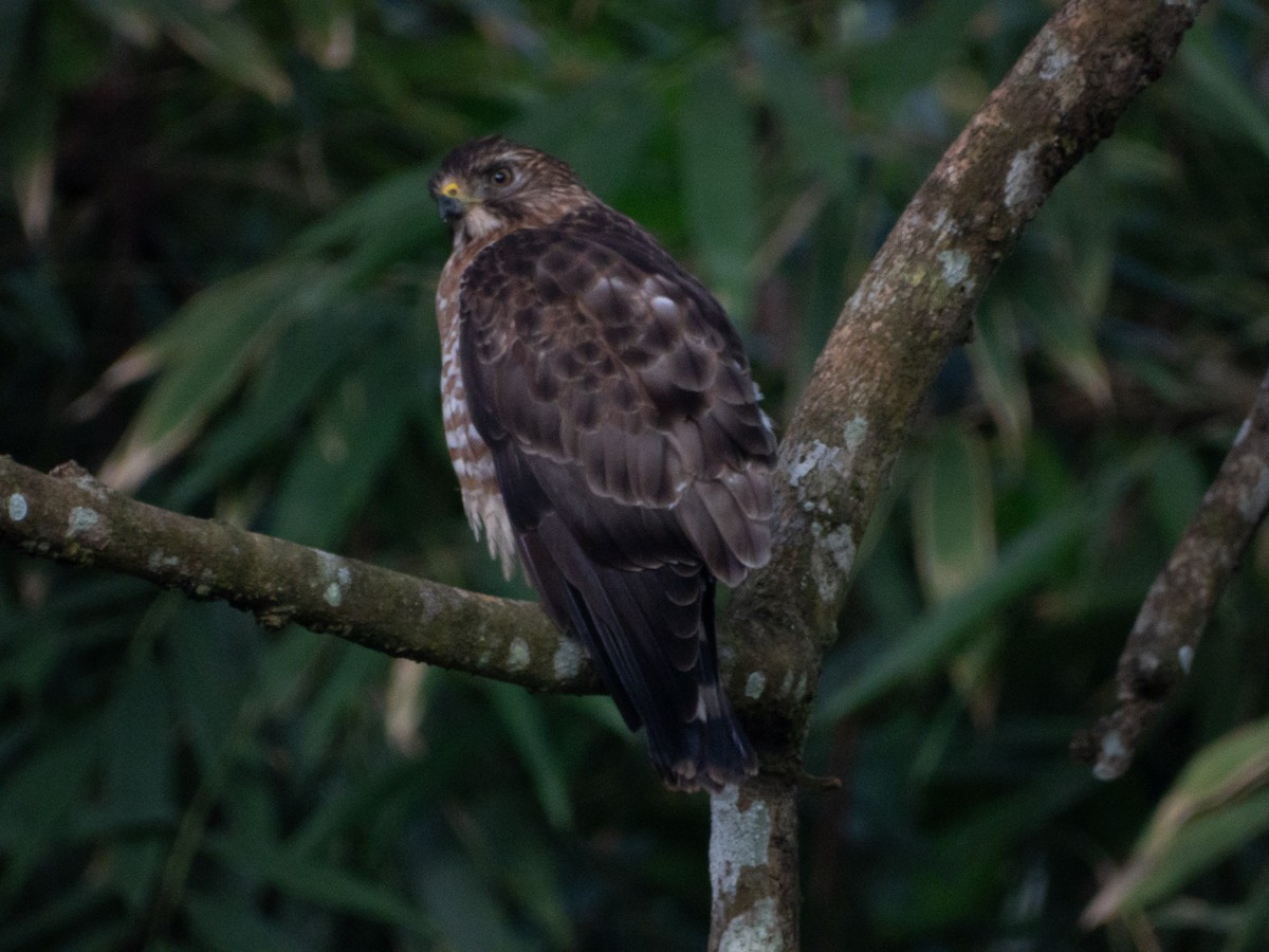Broad-winged Hawk - ML647656306
