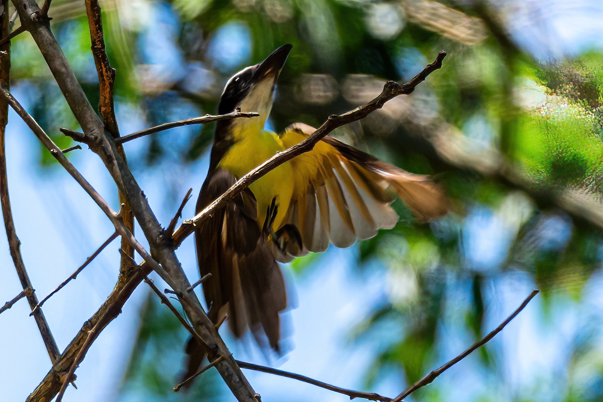 Boat-billed Flycatcher - ML647656321