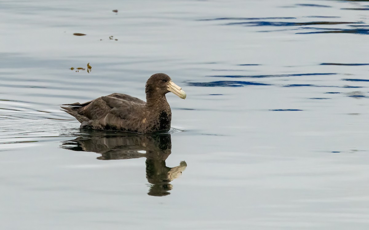 sørkjempepetrell - ML647656329