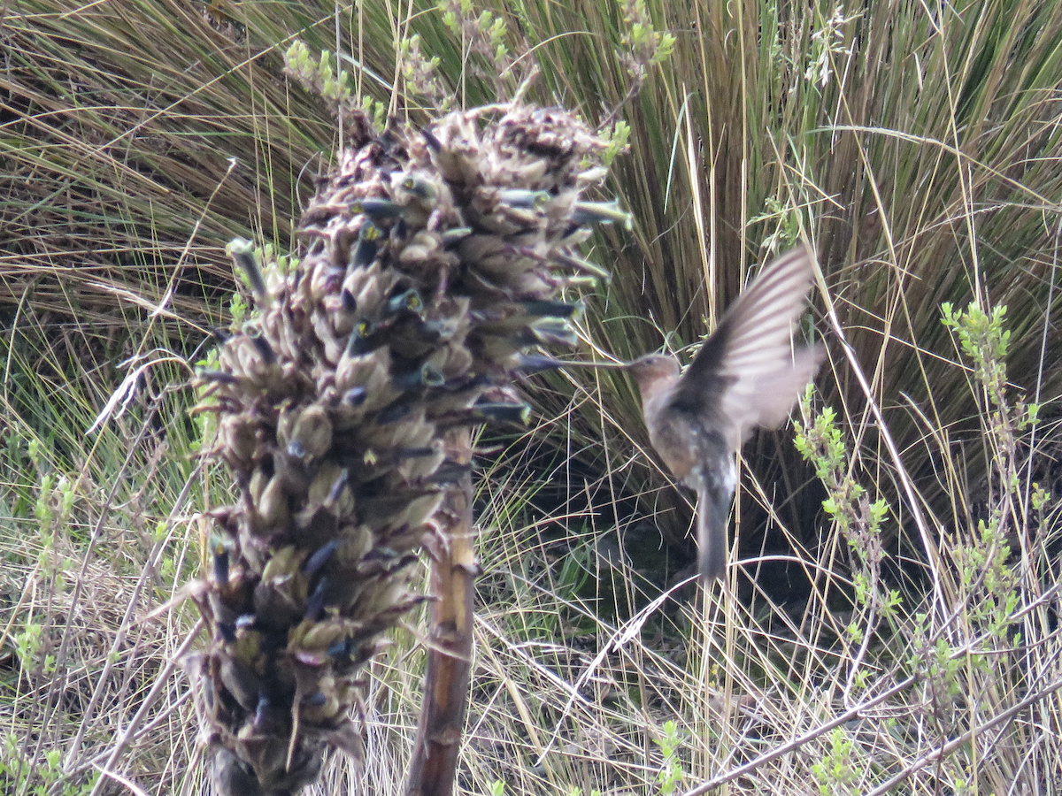 Giant Hummingbird - ML647656339