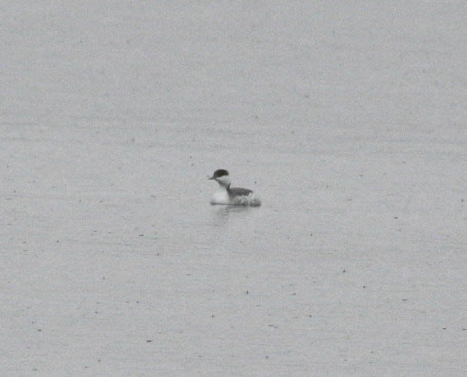 Красношейная поганка - ML647656341