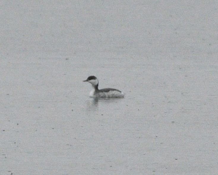 Красношейная поганка - ML647656353