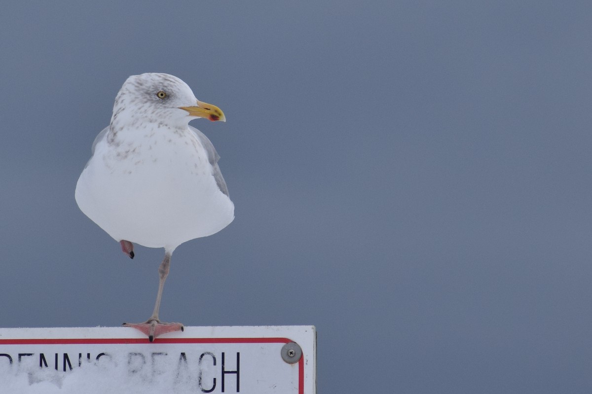 American Herring Gull - ML647656407