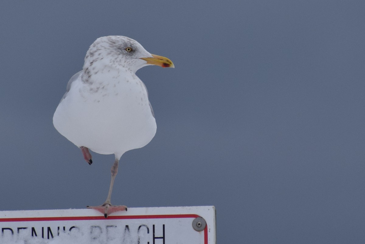 American Herring Gull - ML647656418