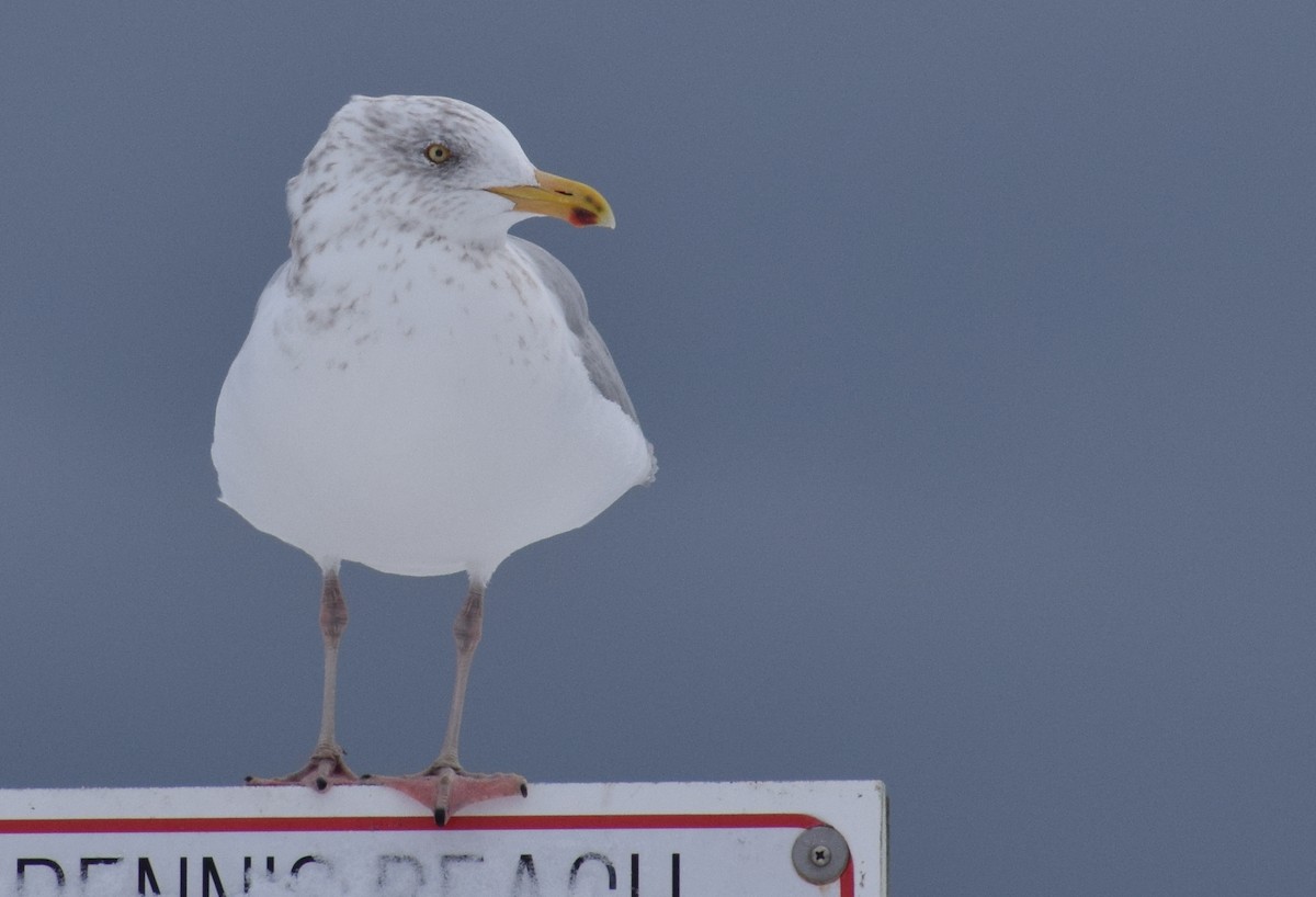 American Herring Gull - ML647656423