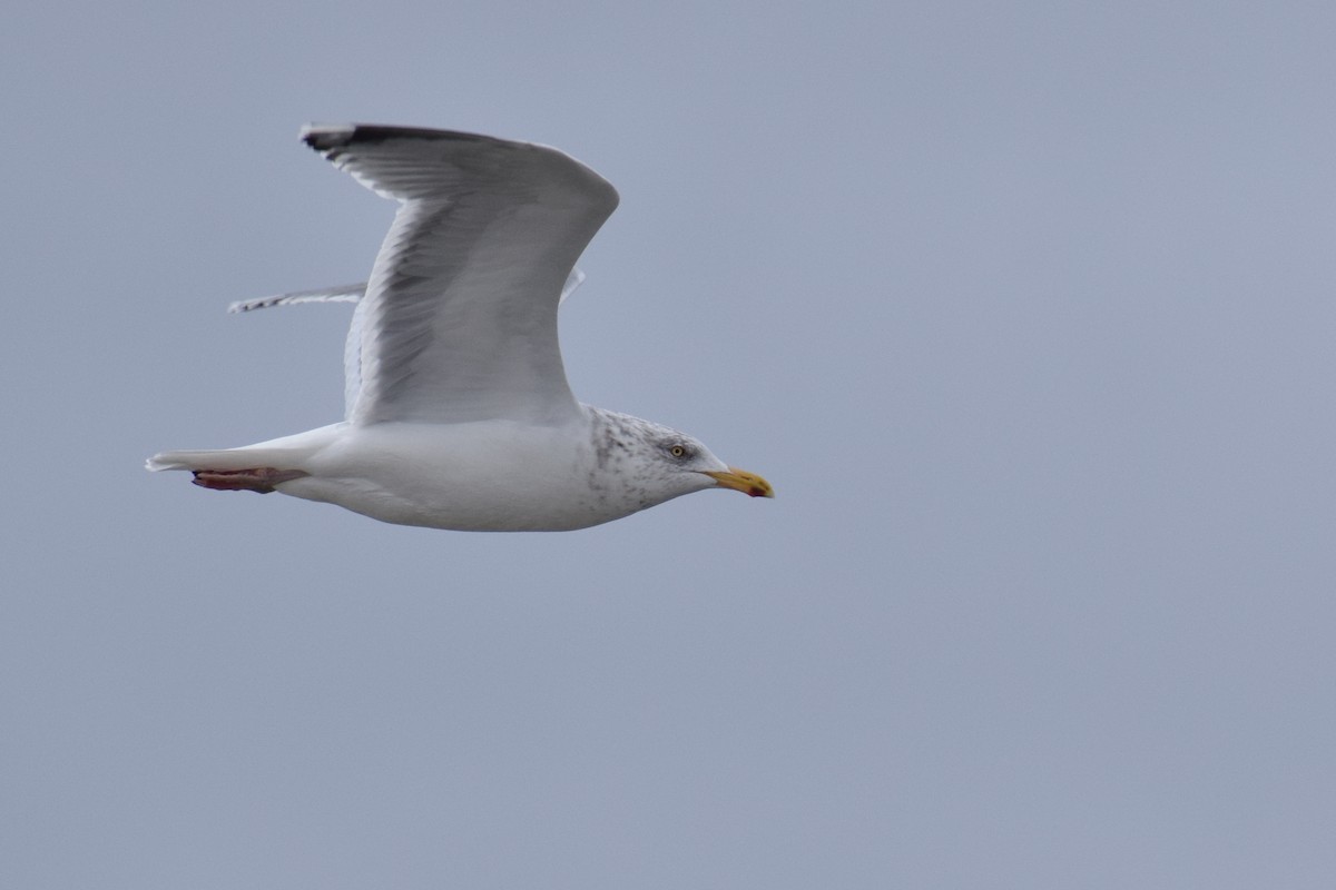 American Herring Gull - ML647656427