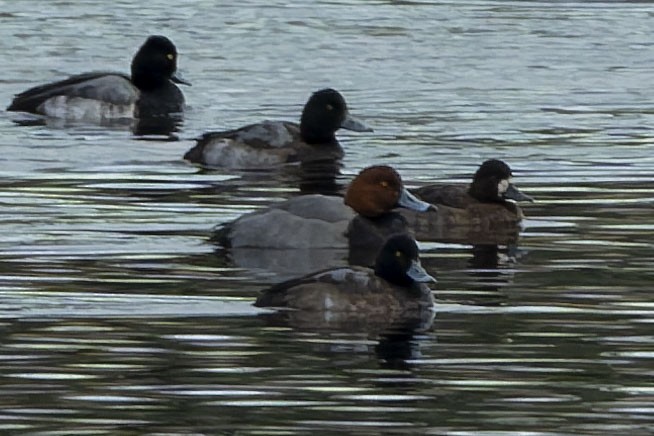 Redhead - ML647656430