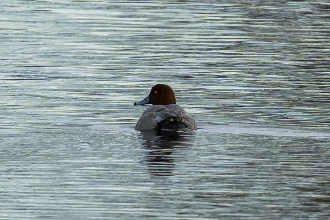 Redhead - ML647656431