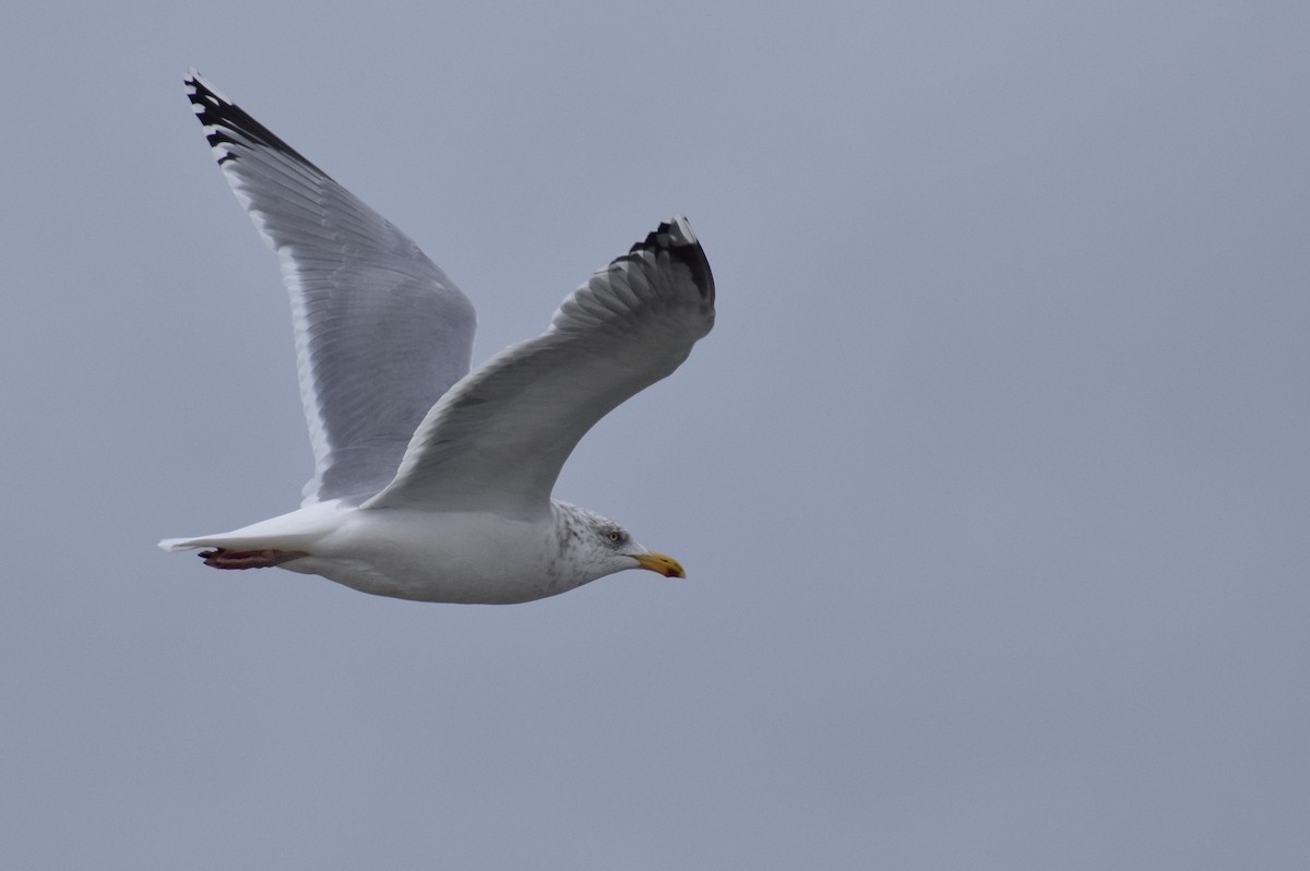 American Herring Gull - ML647656436