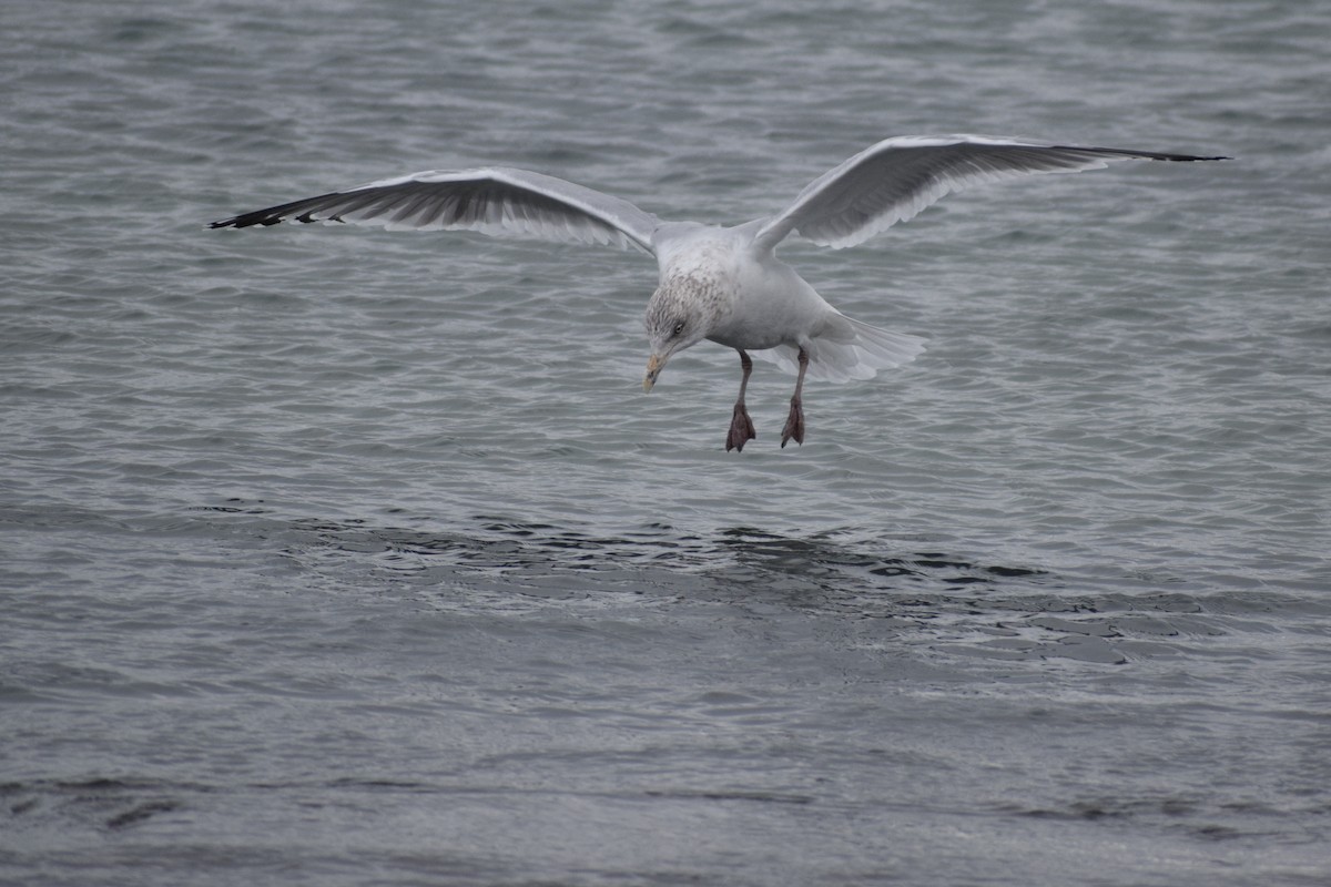 American Herring Gull - ML647656440
