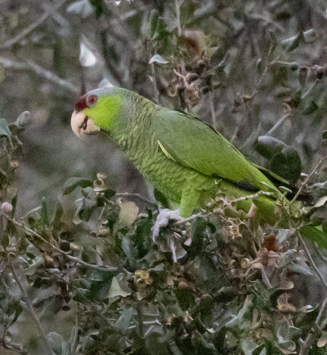 Lilac-crowned Amazon - ML647656441