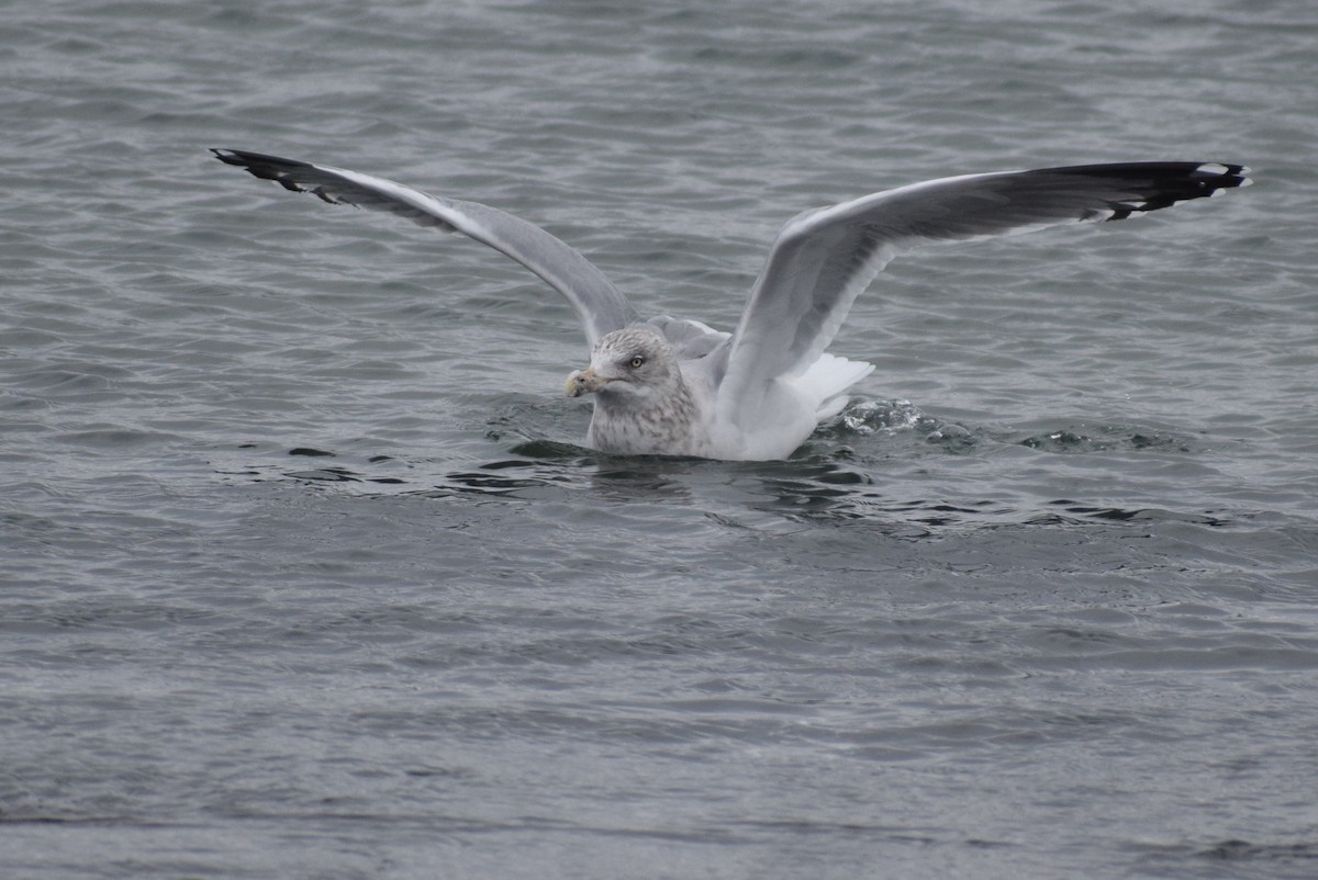 American Herring Gull - ML647656447