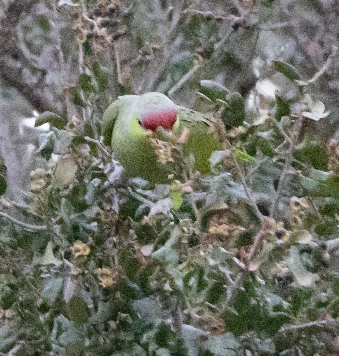 Lilac-crowned Amazon - ML647656449