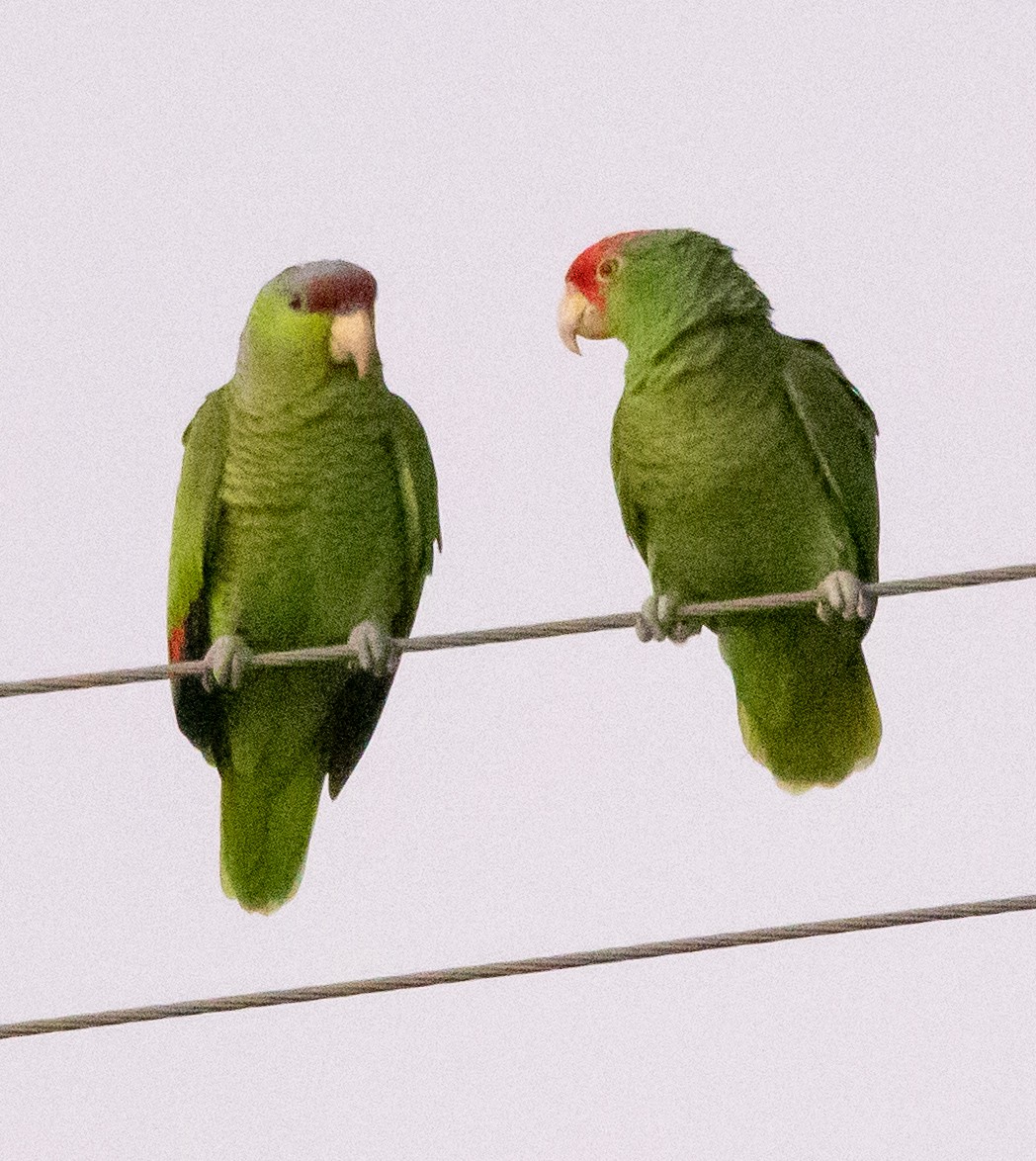 Lilac-crowned Amazon - ML647656457