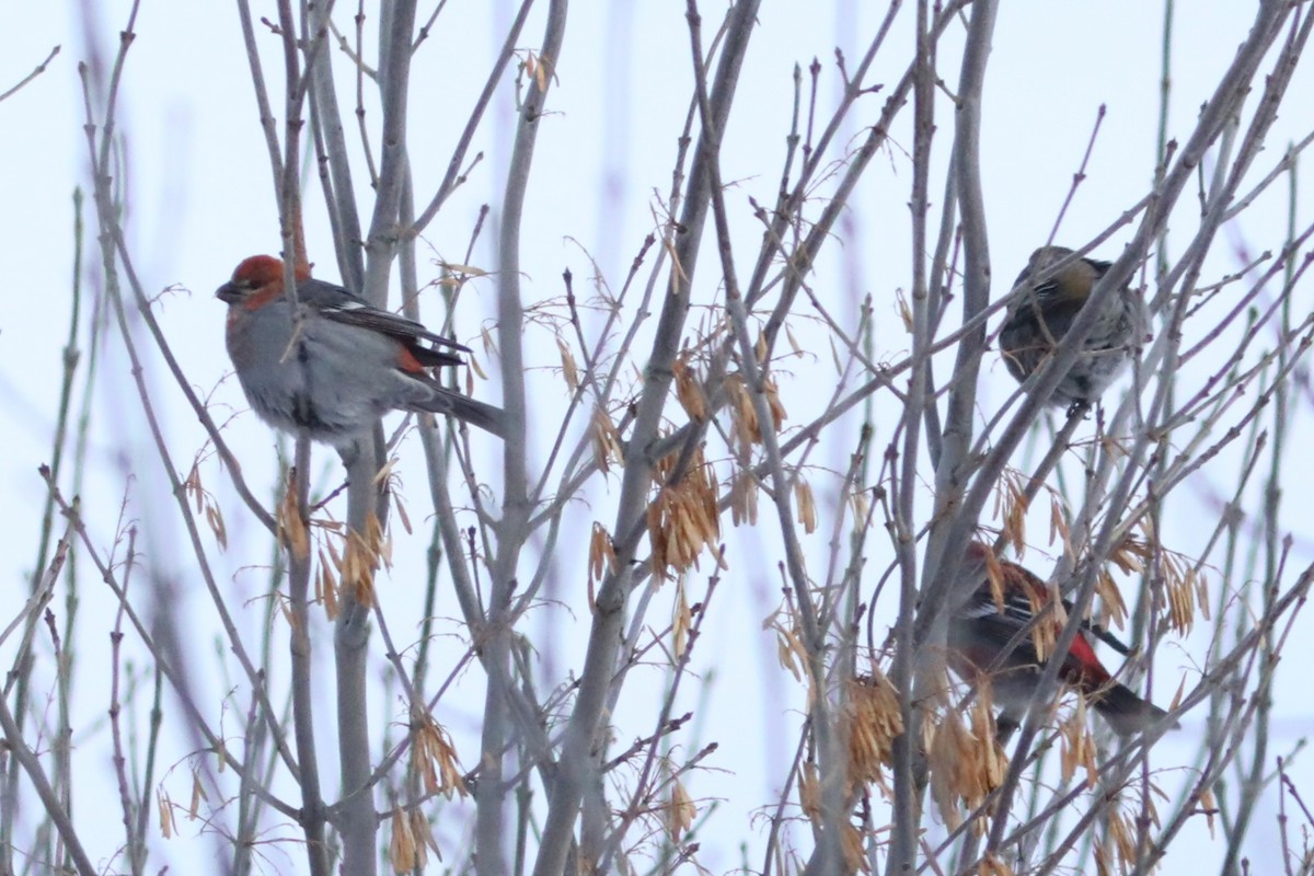 ギンザンマシコ - ML647656463