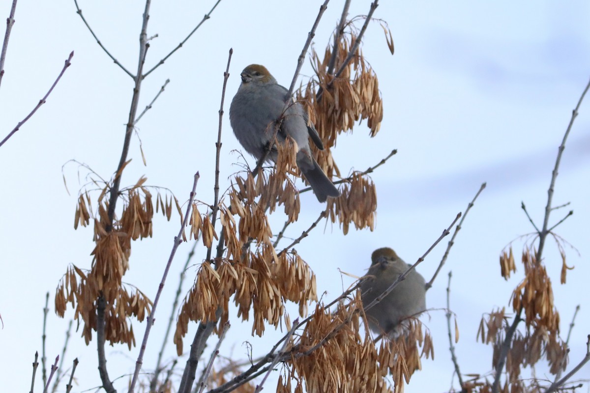 ギンザンマシコ - ML647656464