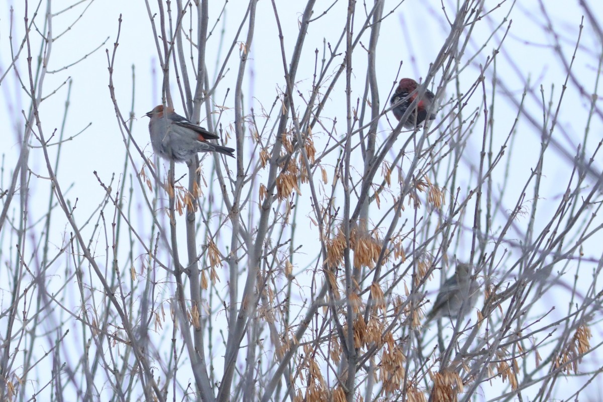 ギンザンマシコ - ML647656465