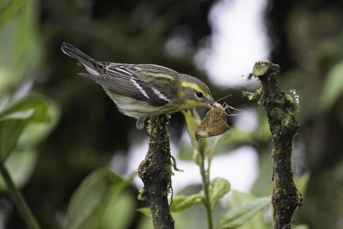 Blackburnian Warbler - ML647656466