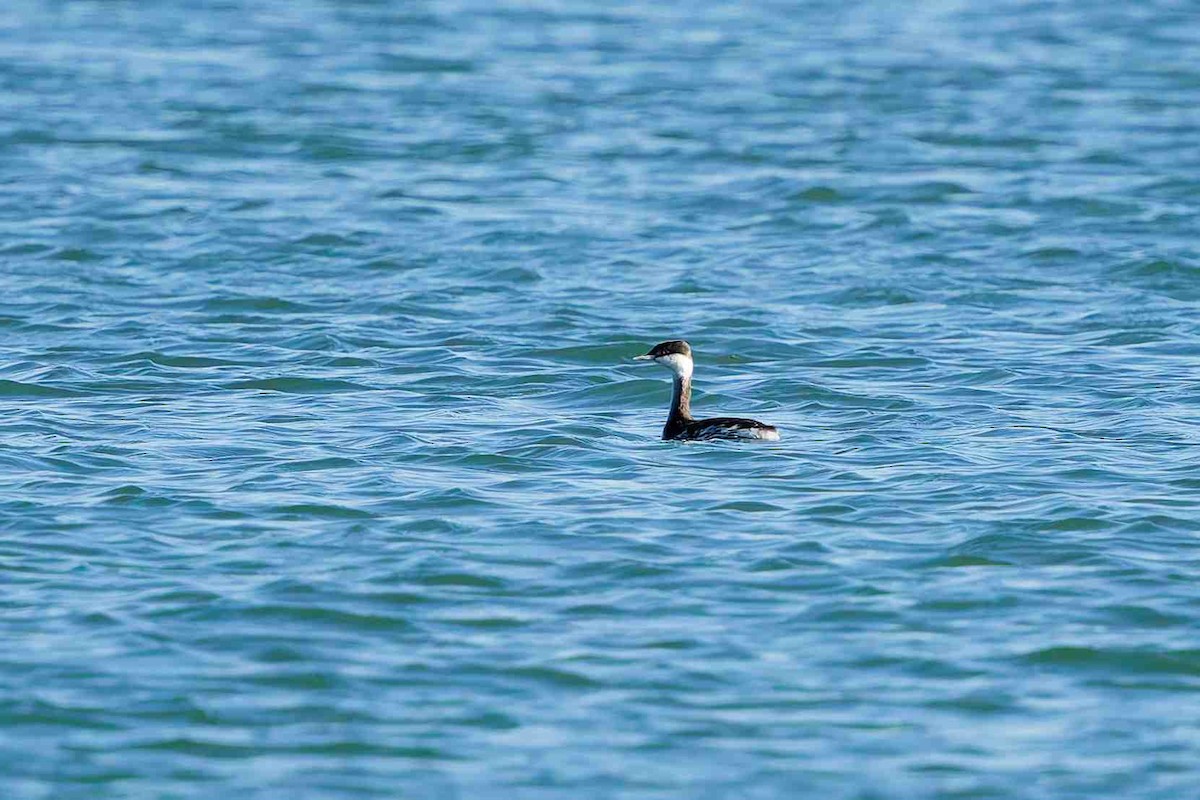 Красношейная поганка - ML647656469