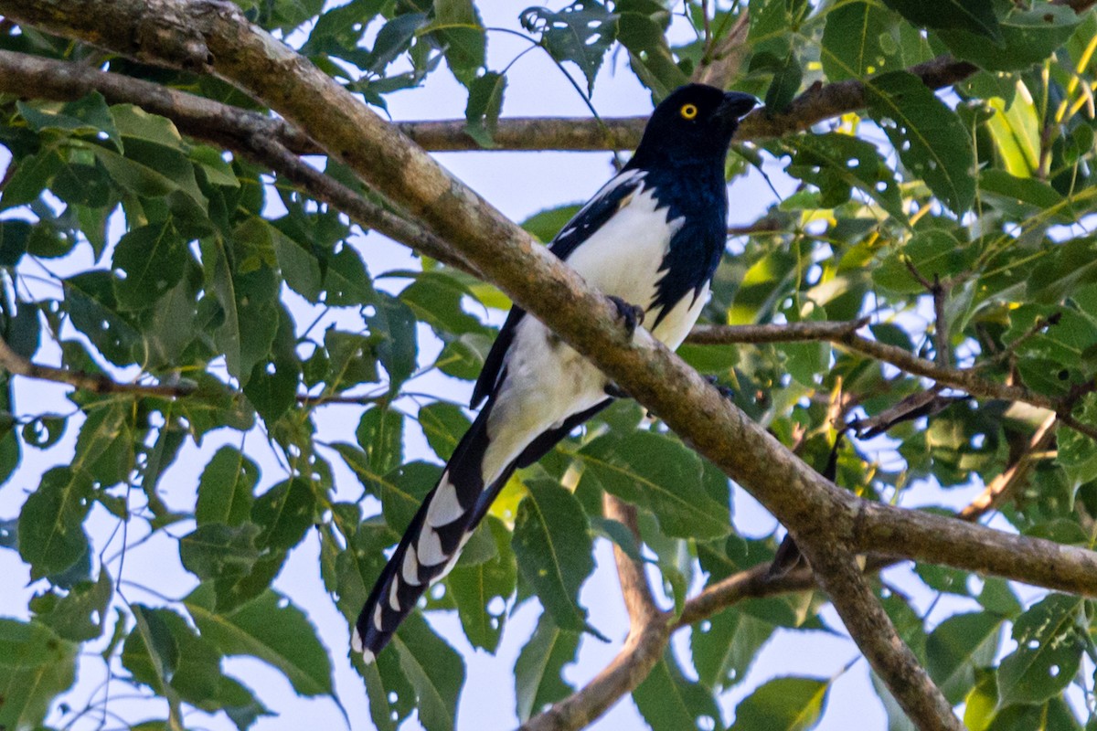 Saksağan Tangarası - ML647656508