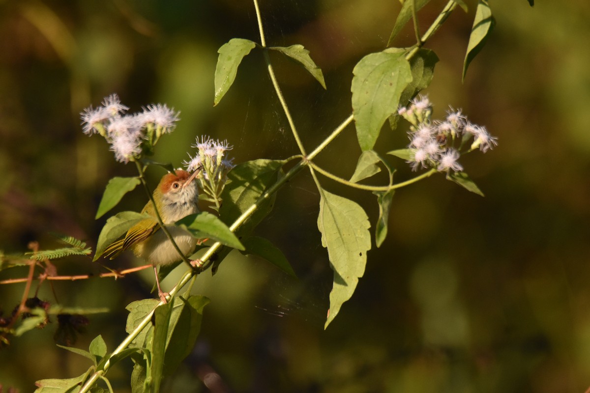 Кравчик чорноволий - ML647656512