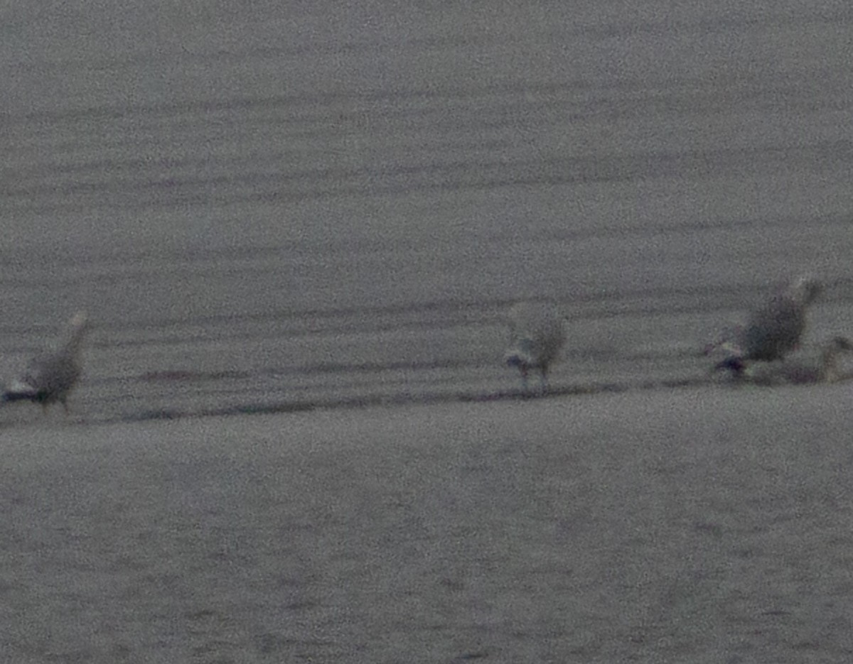 gull sp. - ML647656513