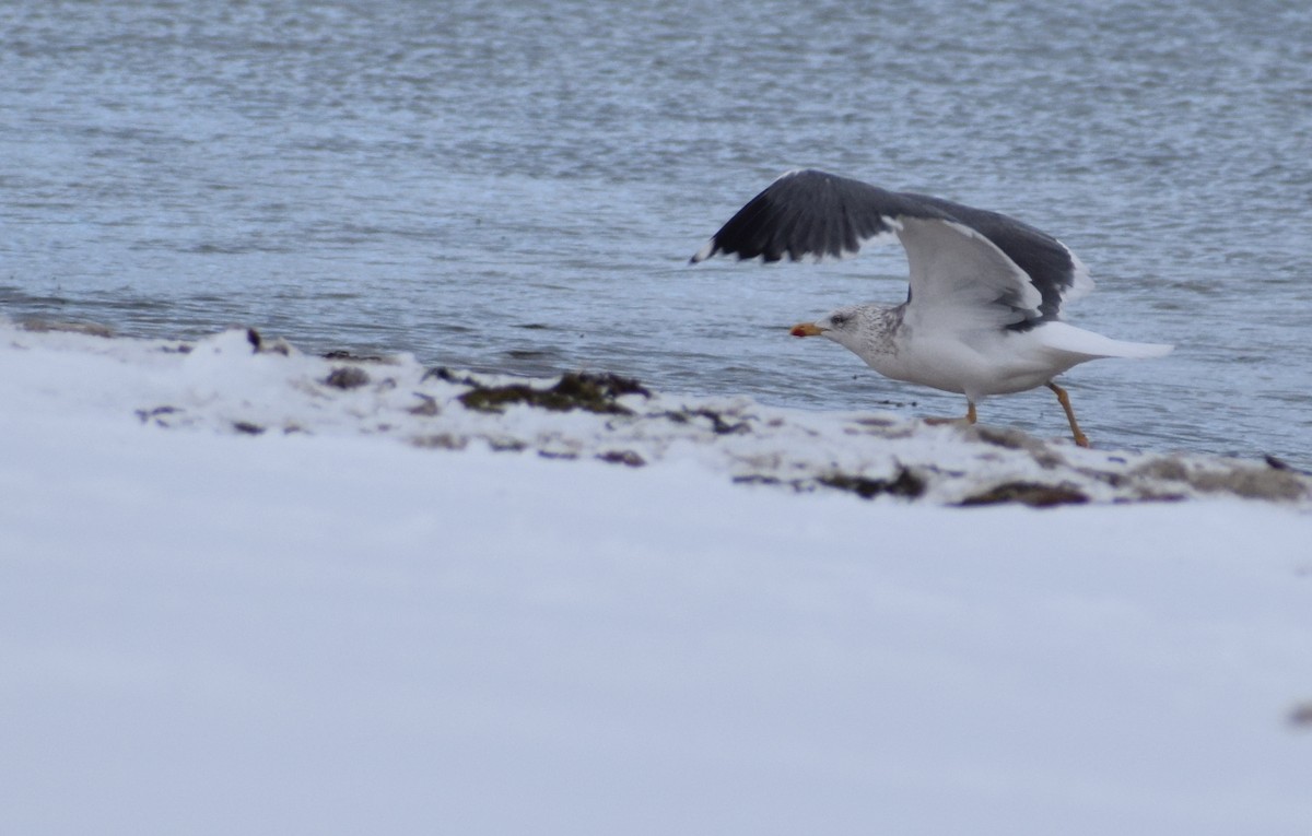 Kaio iluna - ML647656514