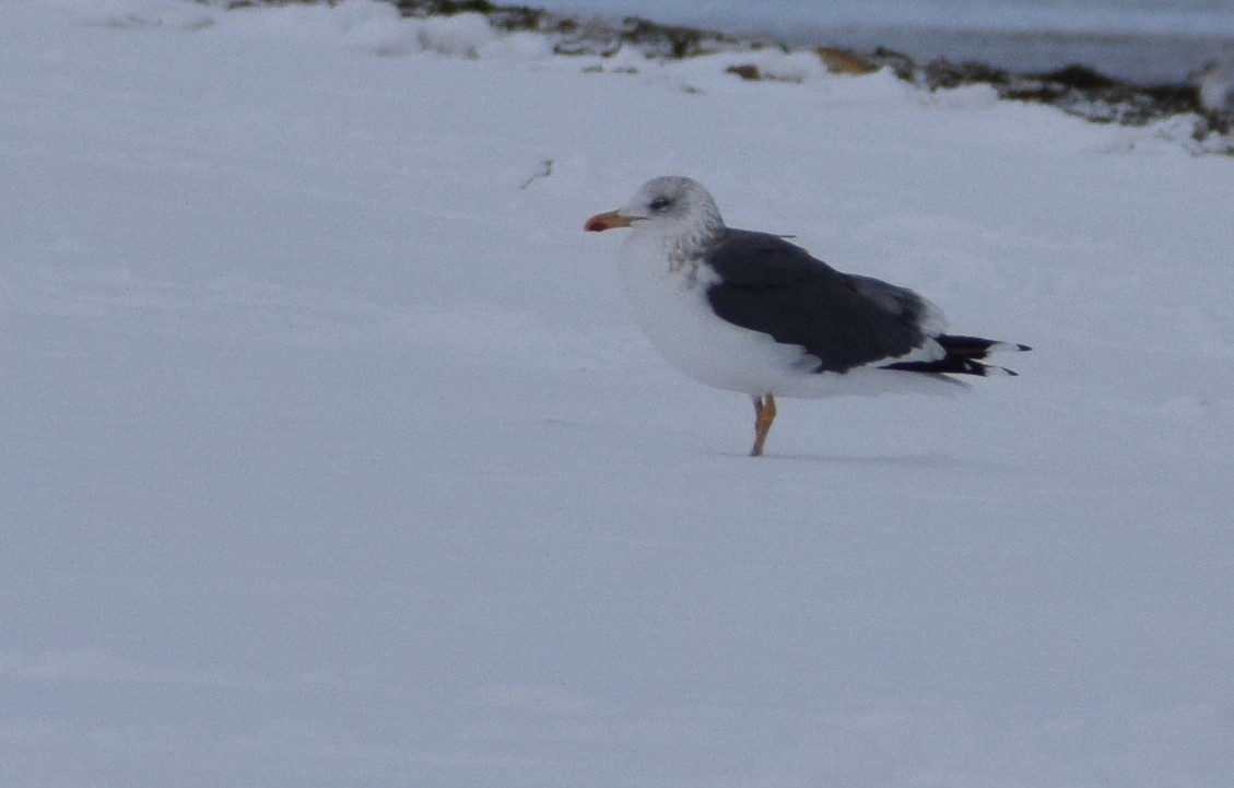 Kaio iluna - ML647656519