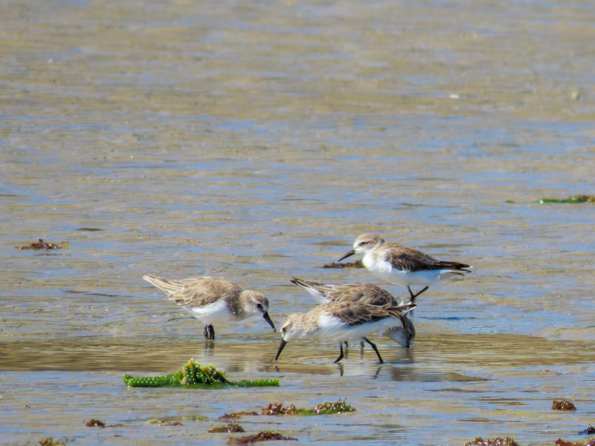Semipalmated Sandpiper - ML647656525