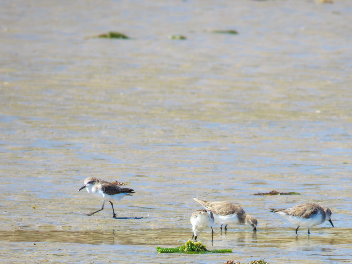 Semipalmated Sandpiper - ML647656526
