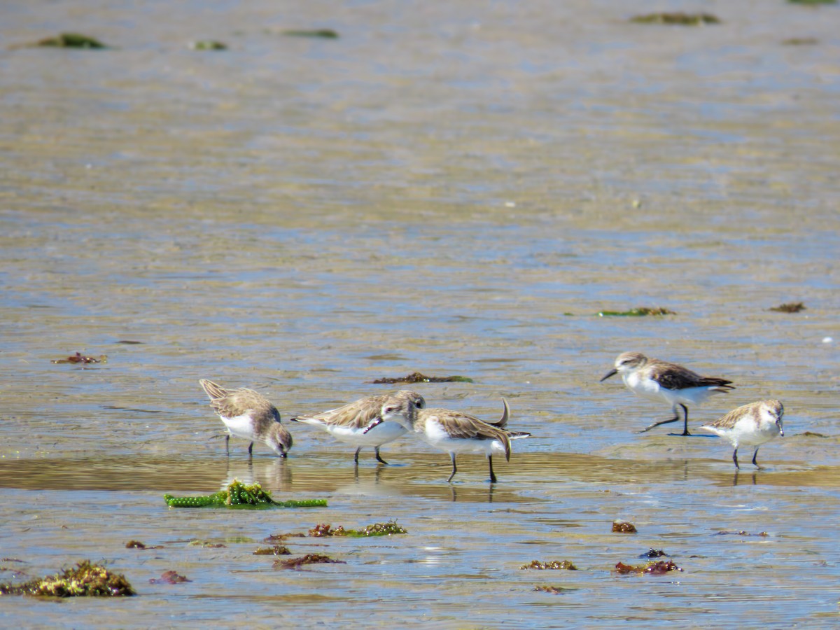 Semipalmated Sandpiper - ML647656528