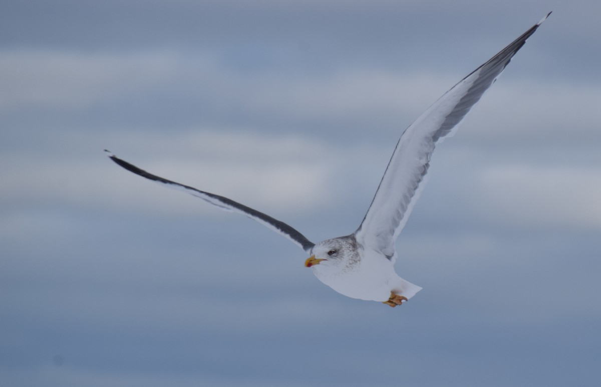 Kaio iluna - ML647656531