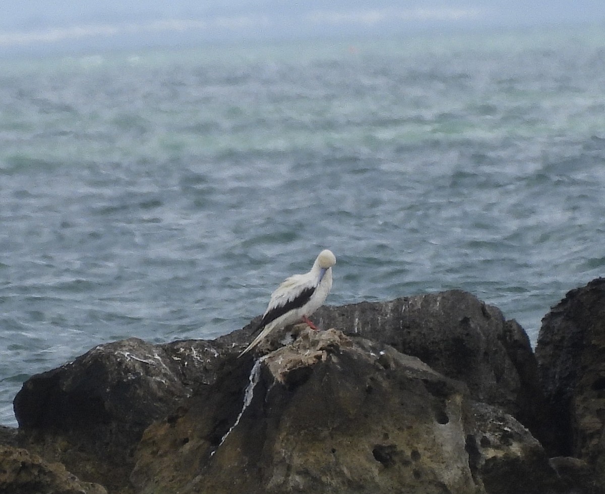 Red-footed Booby - ML647656536
