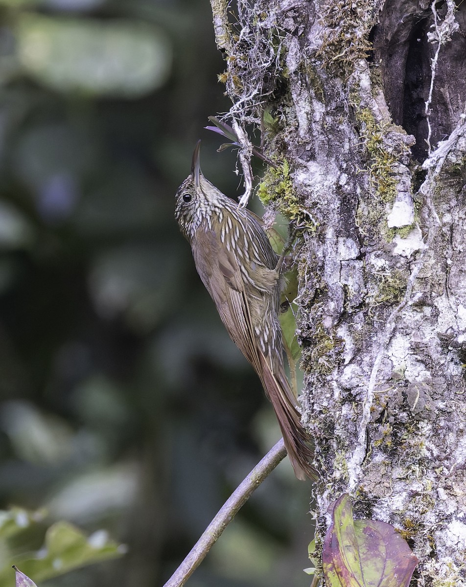 Dağ Tırmaşık - ML647656545