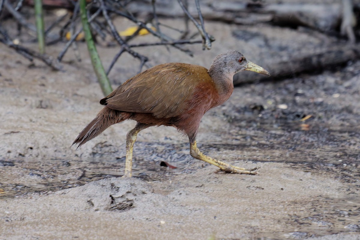 Chestnut Rail - ML647656552
