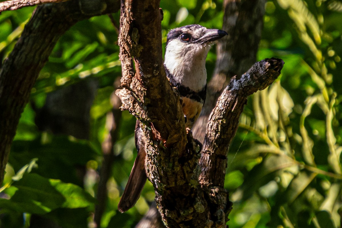 Swainson Pufkuşu - ML647656557