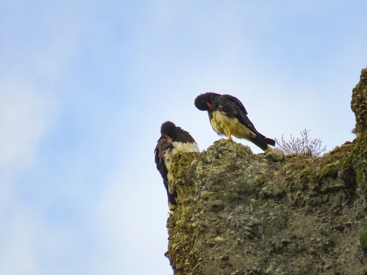 Mountain Caracara - ML647656562