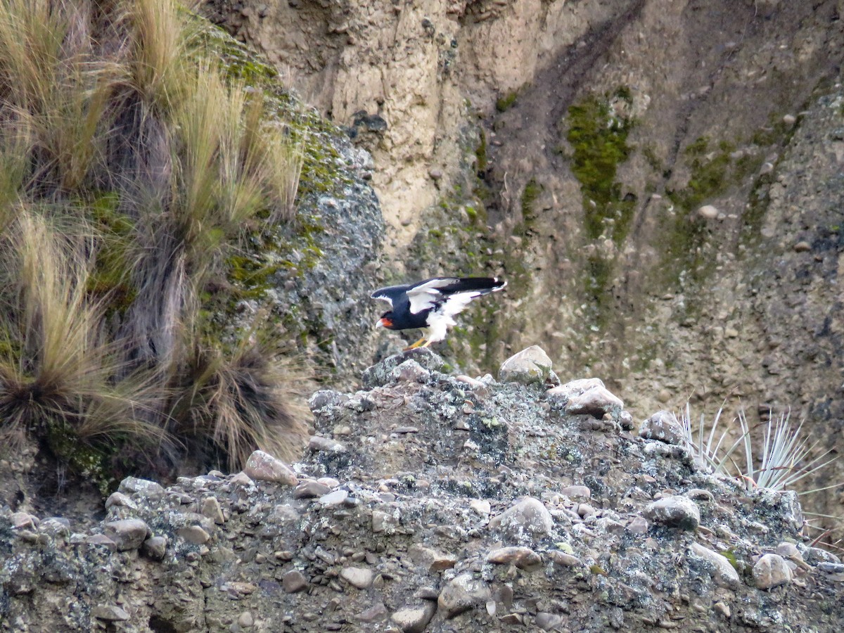 Mountain Caracara - ML647656563