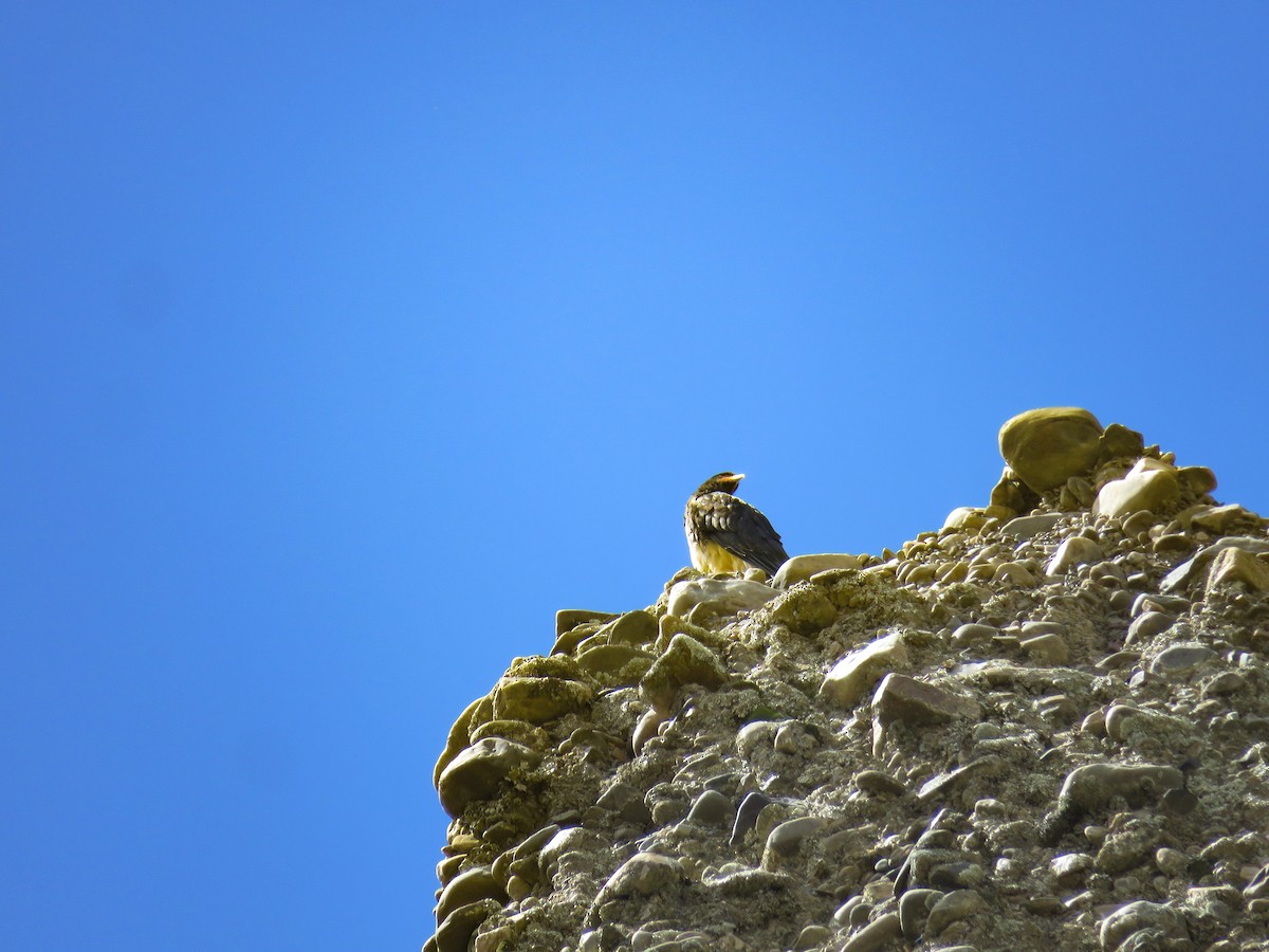 Mountain Caracara - ML647656564