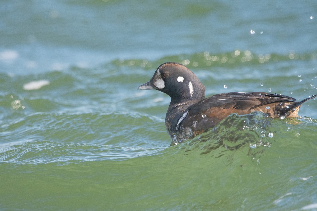 Palyaço Ördeği - ML647656575