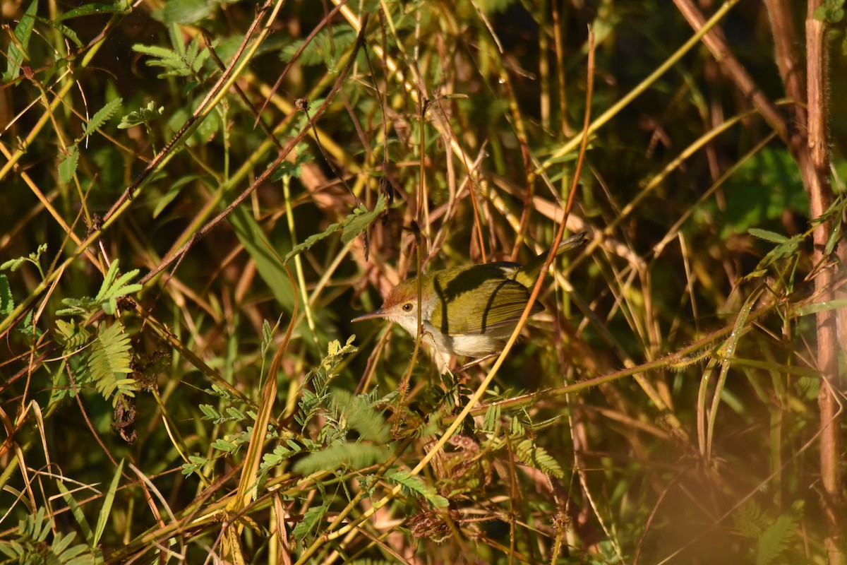 Кравчик чорноволий - ML647656576