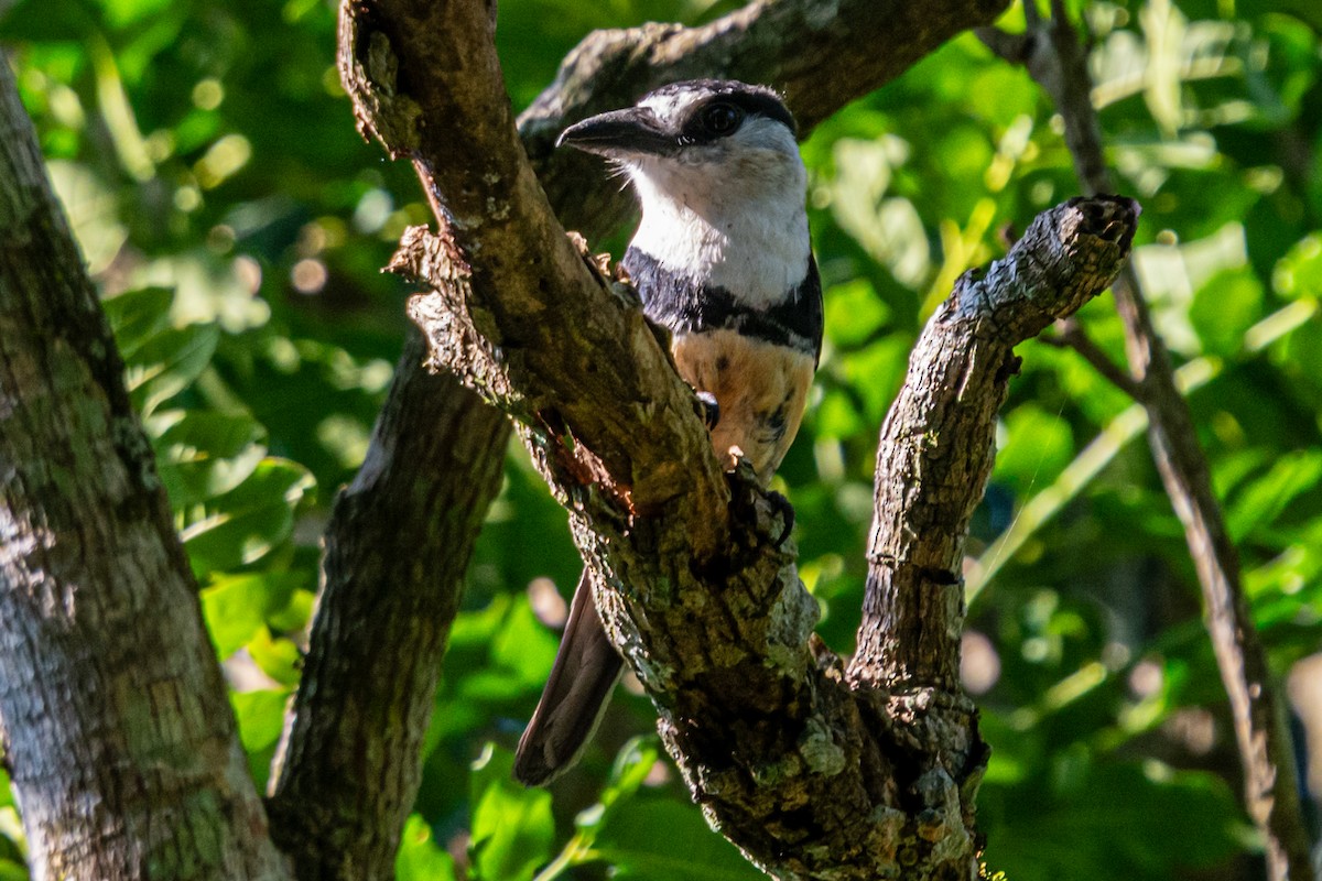 Swainson Pufkuşu - ML647656585